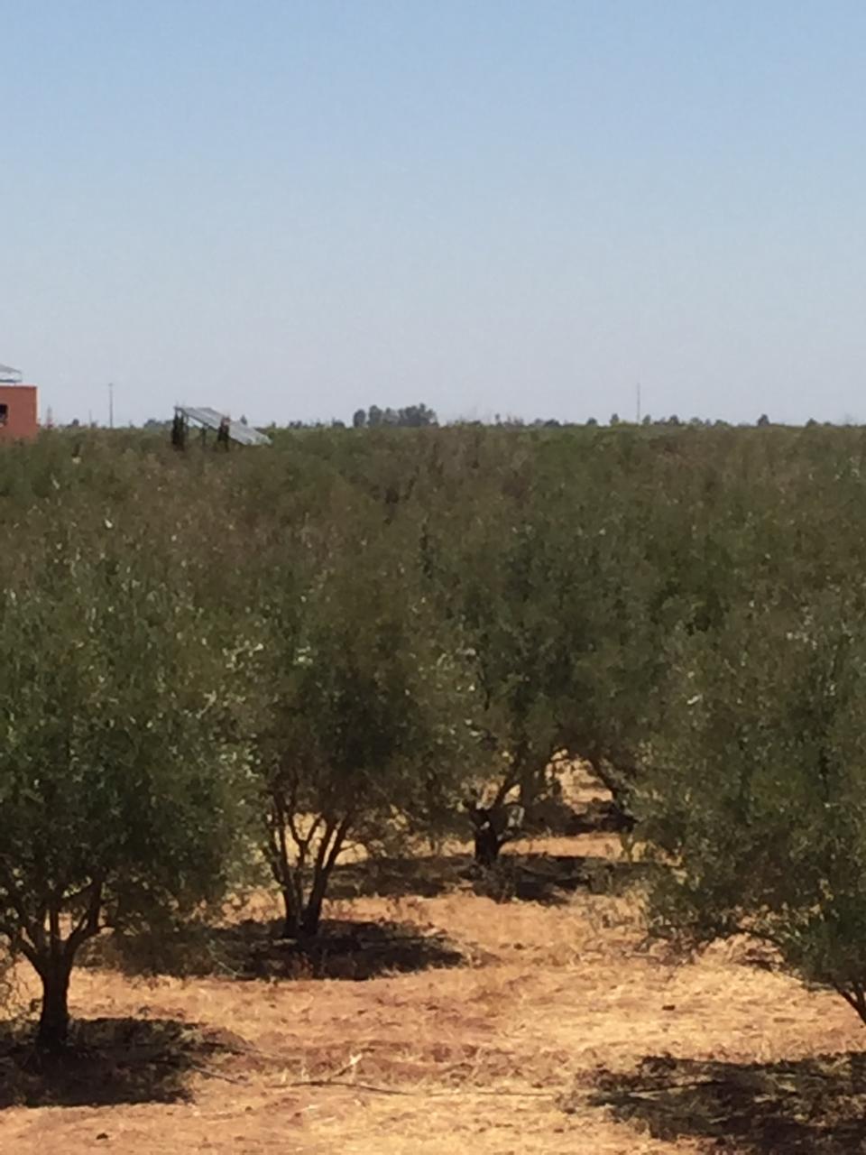 Titled Farm 4.5 Hectares – 780 Olive Trees – House 140 sqm – Near Marrakech — 8