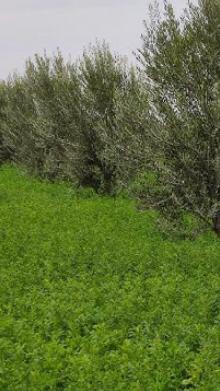 Titled Farm 4.5 Hectares – 780 Olive Trees – House 140 sqm – Near Marrakech — 6