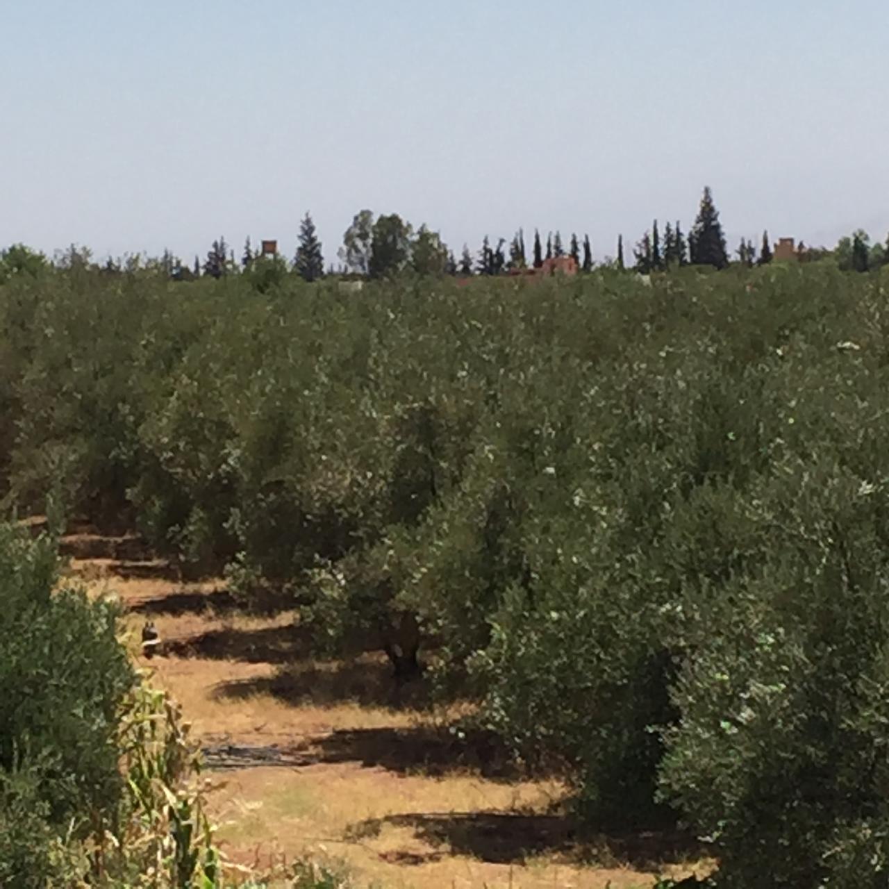 Titled Farm 4.5 Hectares – 780 Olive Trees – House 140 sqm – Near Marrakech — 5